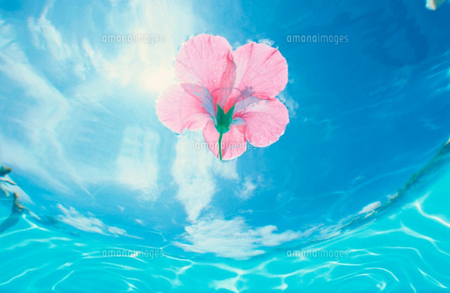 水中に花一輪 の写真素材 イラスト素材 アマナイメージズ