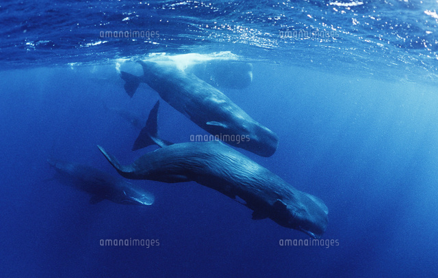 大きなオスの周りにメスや若いマッコウクジラが集まるソーシャライズ の写真素材 イラスト素材 アマナイメージズ