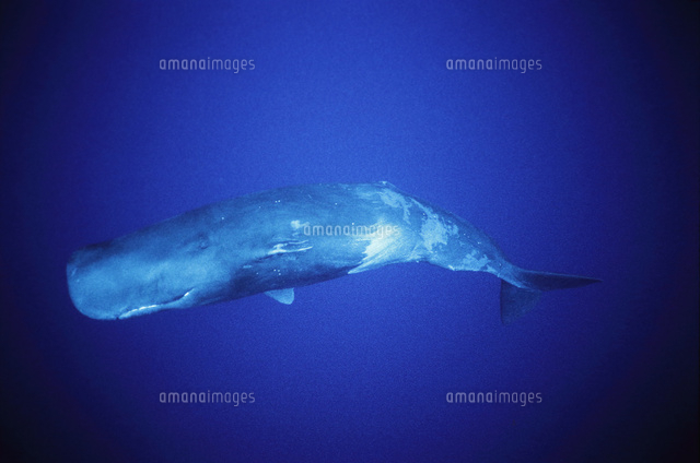 1頭のマッコウクジラ[00206000326]の写真・イラスト素材｜アマナイメージズ