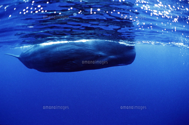 水面を泳ぐ1頭のマッコウクジラ[00206000328]の写真・イラスト素材 