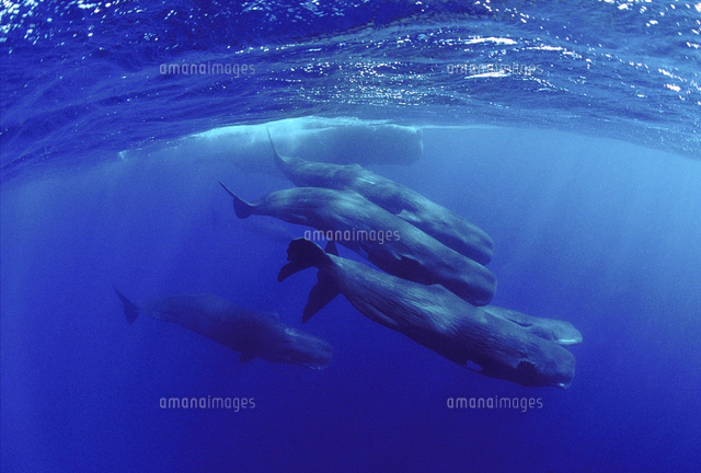 大きなオスの周りにメスや若いマッコウクジラが集まるソーシャライズ
