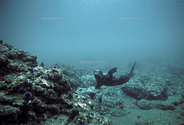 岩場の海底にいるゼニガタアザラシ の写真素材 イラスト素材 アマナイメージズ
