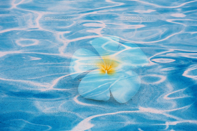 水中の花 の写真素材 イラスト素材 アマナイメージズ