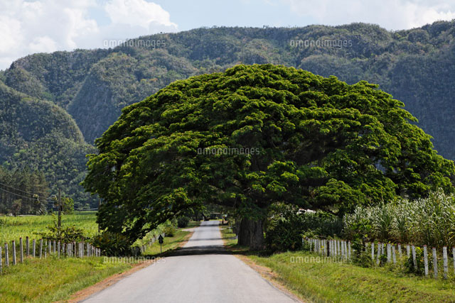 大きな木で覆われた道 の写真素材 イラスト素材 アマナイメージズ