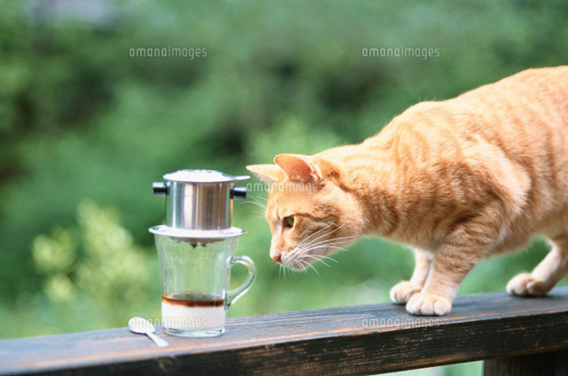 ベトナムコーヒーを試す猫 の写真素材 イラスト素材 アマナイメージズ