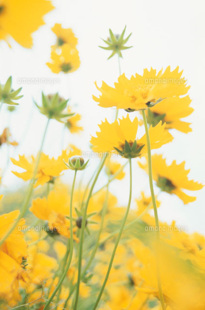 黄花コスモス畑 の写真素材 イラスト素材 アマナイメージズ