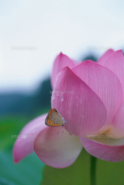 蓮蝶 水滴の付いた蓮の花にとまる蝶々[00374010699]の写真・イラスト