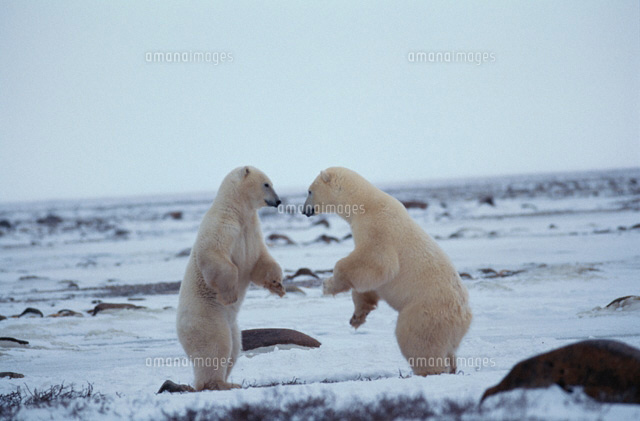 【カナダ銀貨】ホッキョクグマ シロクマ 2016 カナダ銀貨】ホッキョクグマ シロクマ 2016 167816