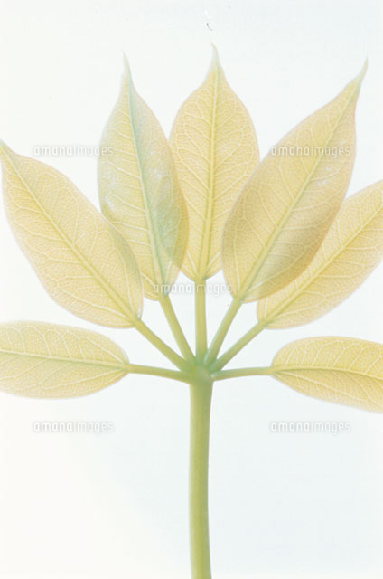 葉脈の透けた葉 の写真素材 イラスト素材 アマナイメージズ