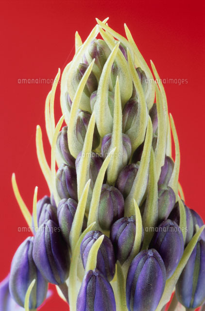 紫色の花のつぼみ アップ の写真素材 イラスト素材 アマナイメージズ