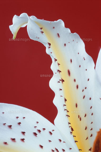 斑点模様のある花びら ユリ アップ の写真素材 イラスト素材 アマナイメージズ