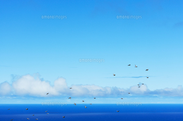 青い海と空と水平線に浮かぶ白い雲と鳩の群れ の写真素材 イラスト素材 アマナイメージズ