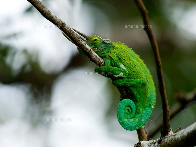 カメレオン の写真素材 イラスト素材 アマナイメージズ
