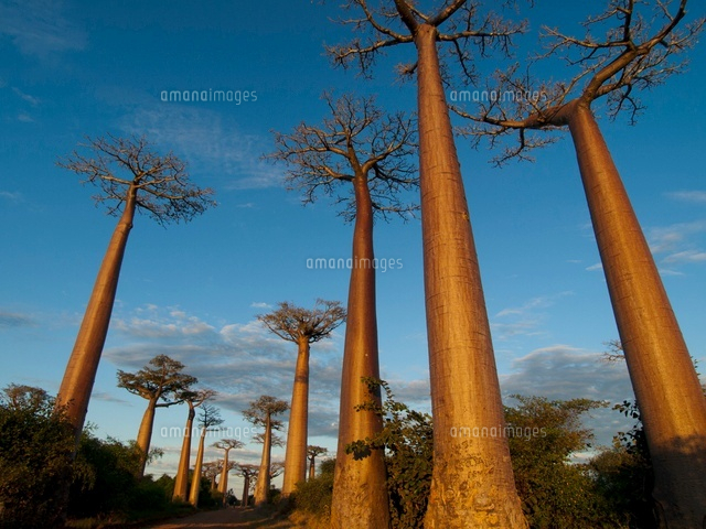 バオバブの木[00745000581]の写真・イラスト素材｜アマナイメージズ