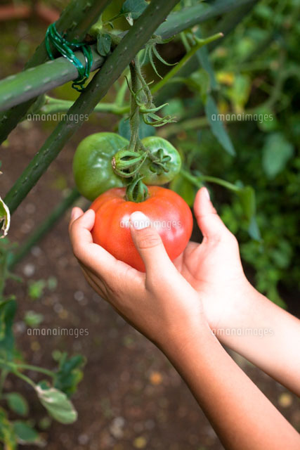 自家菜園でトマトを収穫する子供の手 の写真素材 イラスト素材 アマナイメージズ 自家菜園でトマトを収穫する子供の手 の写真素材 イラスト素材 アマナイメージズ
