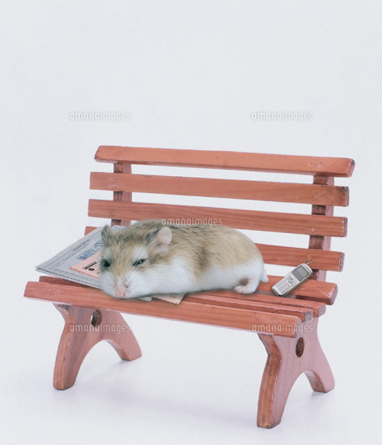 ハムスター ロボロフスキー の写真素材 イラスト素材 アマナイメージズ