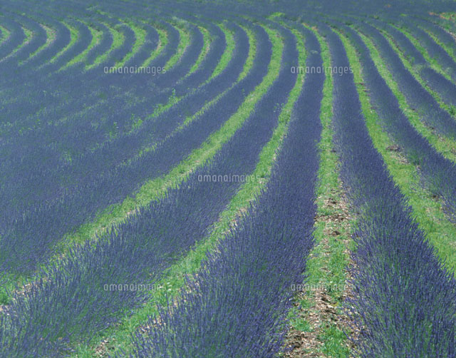 ラヴェンダーの花畑の田園風景 プロヴァンス フランス の写真素材 イラスト素材 アマナイメージズ