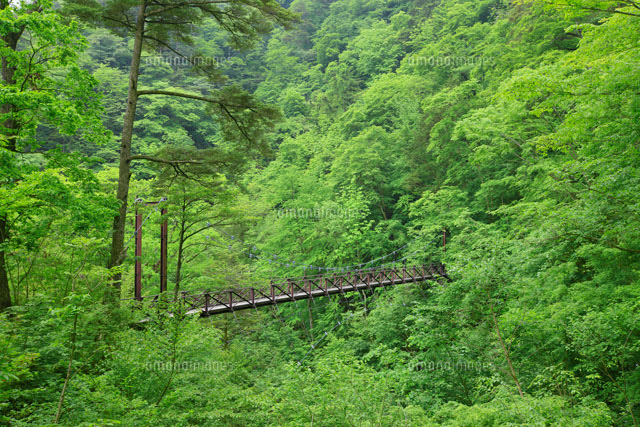 都民の森 滝見橋 の写真素材 イラスト素材 アマナイメージズ