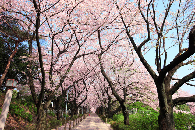 青山霊園の桜並木[01010011276]の写真・イラスト素材｜アマナイメージズ