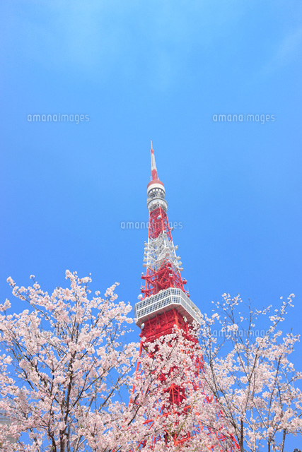東京タワーと桜[01010011278]の写真・イラスト素材｜アマナイメージズ