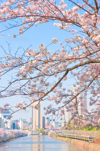 Jr中央線 各駅停車 と市ヶ谷 外濠 の桜 の写真素材 イラスト素材 アマナイメージズ