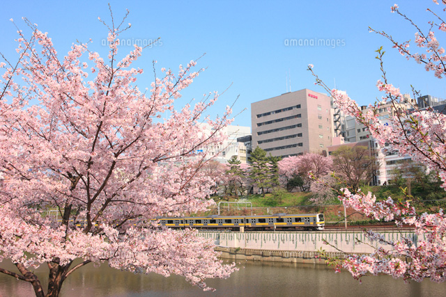 Jr中央線 各駅停車 と市ヶ谷 外濠 の桜 の写真素材 イラスト素材 アマナイメージズ