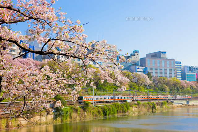 Jr中央線と市ヶ谷 外濠 の桜 の写真素材 イラスト素材 アマナイメージズ