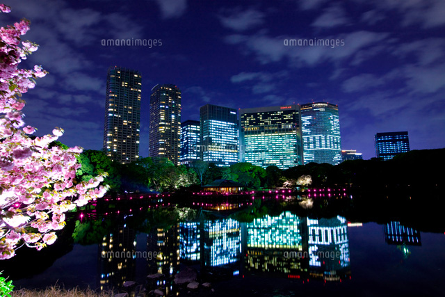 浜離宮庭園の八重桜ライトアップと汐留ビル群の夜景 の写真素材 イラスト素材 アマナイメージズ