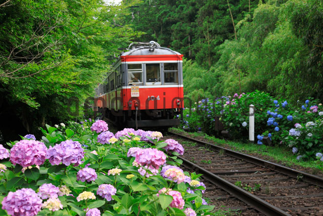 箱根登山鉄道と紫陽花[01010011446]の写真・イラスト素材