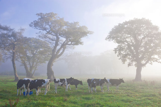 カヤの平牧場の朝霧と牛 の写真素材 イラスト素材 アマナイメージズ