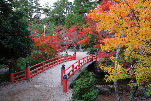 宮島の紅葉谷公園ともみじ橋の紅葉 の写真素材 イラスト素材 アマナイメージズ
