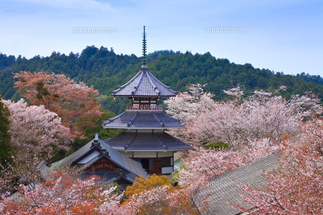吉野山の金峯山寺三重塔と桜[01010013788]の写真・イラスト素材