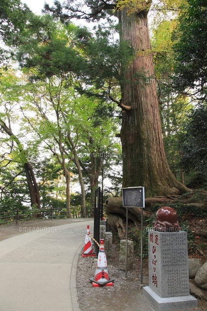 高尾山 たこ杉 の写真素材 イラスト素材 アマナイメージズ