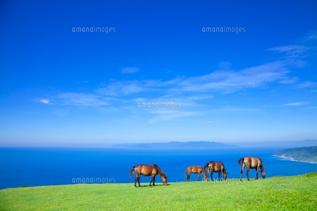 都井岬の野生馬と海[01010014783]の写真・イラスト素材｜アマナイメージズ