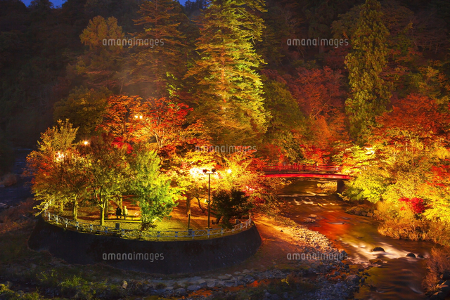 ライトアップした中野紅葉山公園の紅葉 の写真素材 イラスト素材 アマナイメージズ