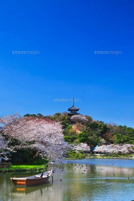 三渓園の桜[01010015786]の写真・イラスト素材｜アマナイメージズ