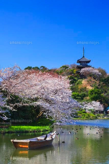 三渓園の桜[01010015786]の写真・イラスト素材｜アマナイメージズ
