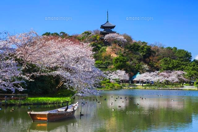 油絵 風景画 神奈川三渓園の枝垂桜【4月】P10 三渓園の桜[01010015792]の写真・イラスト素材｜アマナイメージズ