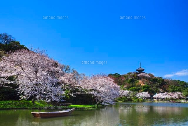 三渓園の桜[01010015792]の写真・イラスト素材｜アマナイメージズ