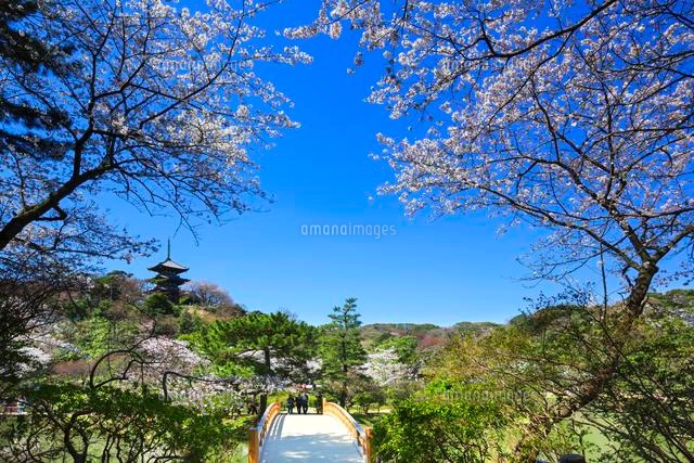 三渓園の桜[01010015786]の写真・イラスト素材｜アマナイメージズ
