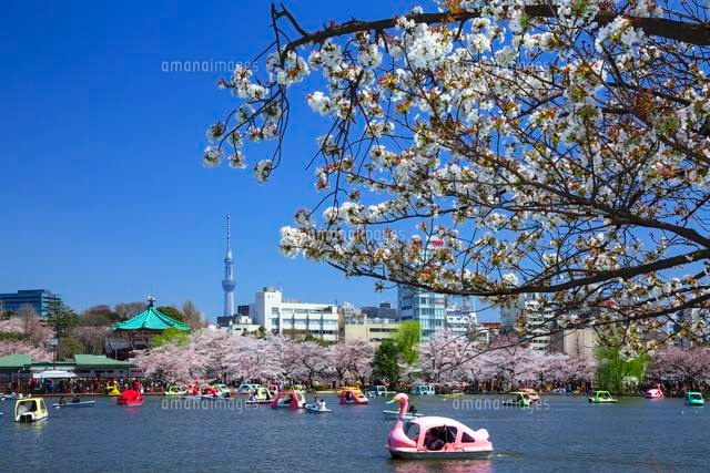 上野公園不忍池の桜と東京スカイツリー[01010015811]の写真・イラスト
