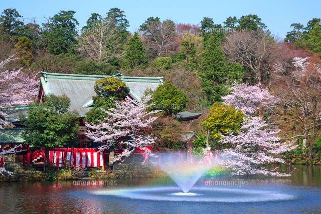 井の頭公園の桜と弁財天[01010015844]の写真・イラスト素材｜アマナ