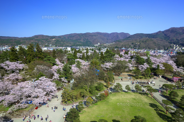 鶴ヶ城の天守閣から眺める桜 の写真素材 イラスト素材 アマナイメージズ
