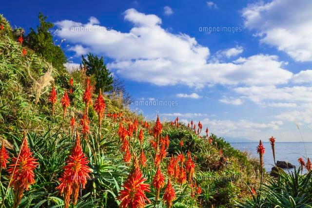 アロエの里のアロエの花 の写真素材 イラスト素材 アマナイメージズ