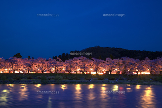 桧木内川桜並木の夜景[01010016399]の写真・イラスト素材｜アマナ