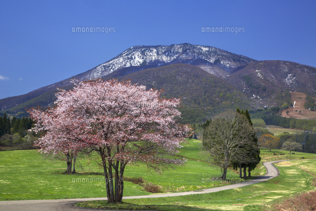 黒姫高原から望む黒姫山と桜[01010016521]の写真・イラスト素材