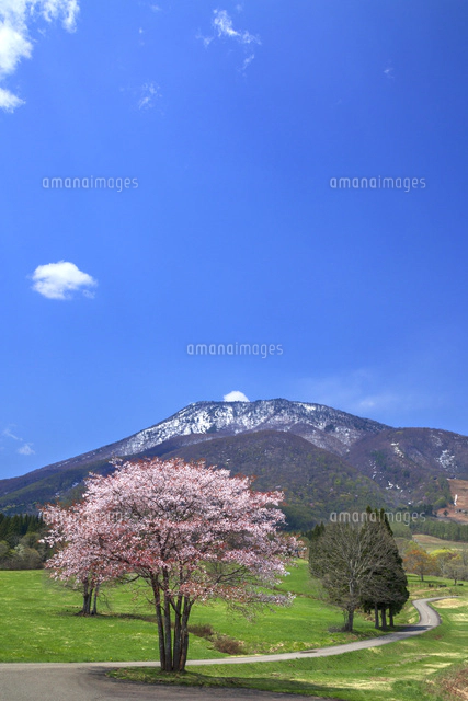 黒姫高原から望む黒姫山と桜[01010016521]の写真・イラスト素材