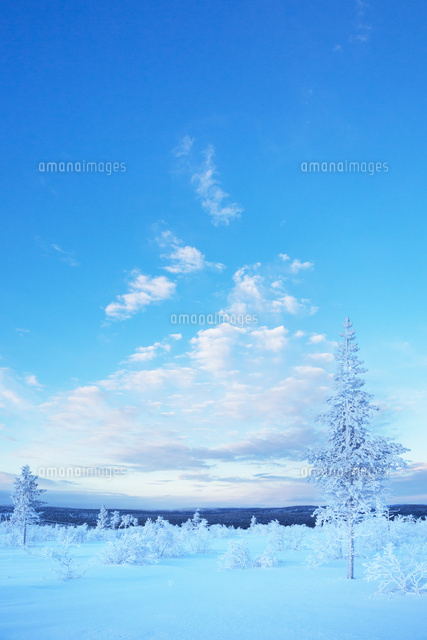 ポーラーナイト 極夜 の雪原と霧氷 の写真素材 イラスト素材 アマナイメージズ