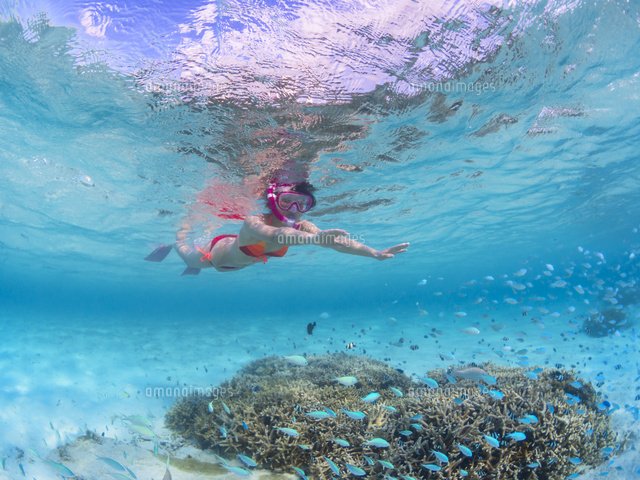 タモン湾でシュノーケリングする女性と熱帯魚 デバスズメダイ の写真素材 イラスト素材 アマナイメージズ