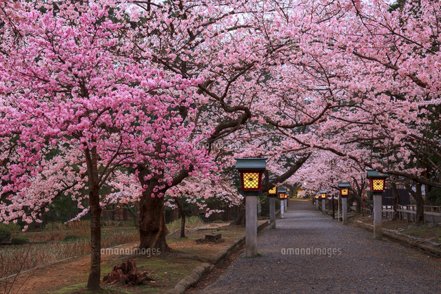 弥彦公園の桜の夕景（ライトアップ）[01010019501]の写真・イラスト